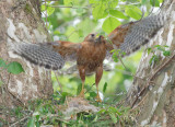 Red-shouldered Hawk, Cochran Shoals