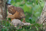 Red-shouldered Hawk with chicks, Cochran Shoals