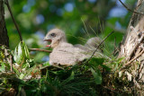 Red-shouldered Hawk chick, Cochran Shoals
