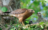 Red-shouldered Hawk with chicks, Cochran Shoals
