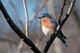 Various Other Birds