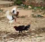 Cock Fight, Trinidad Cuba 4