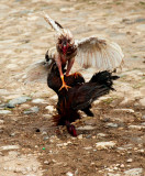 Cock Fight, Trinidad Cuba 5