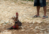 Cock Fight, Trinidad Cuba 6