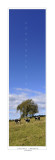 vaches - vertical .jpg