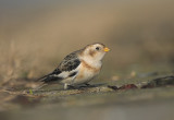 Sneeuwgors/Snow Bunting Tholen 17 januari 2010