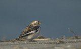 Sneeuwgors/Snow Bunting Tholen 27 januari 2010