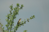 Rietzanger/Sedge Warbler Zundert 2 mei 2008