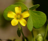 Oxalis sp (spiralis?)
