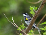 Yellow-rumped Warbler