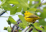 Yellow Warbler