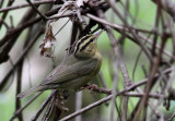 Worm-eating Warbler