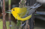 Prothonotary Warbler