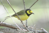 Hooded Warbler