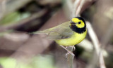 Hooded Warbler