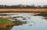 One of the marsh areas