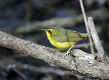 Kentucky Warbler