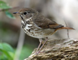 Hermit Thrush
