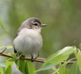 Warbling Viero