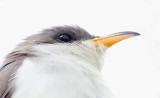 Yellow-billed Cuckoo.