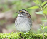 White-throated Sparrow