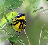 Magnolia Warbler