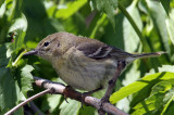 Ruby-crowned Kinglet