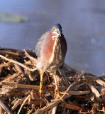 Green Heron