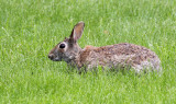 Magee Marsh Rabbitt