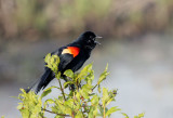 Red-winged Blackbird