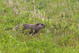 Groundhog