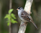 White-crowned Sparrow
