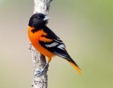 Baltmore Oriole