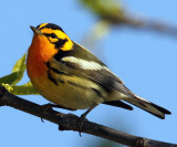 Blackburnian Warbler