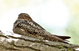 Common Nighthawk