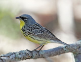 Kirtlands Warbler