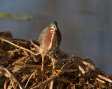 Green Heron
