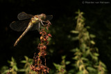 Vagrant darter (Sympetrum vulgatum)