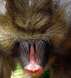 baboon nose.JPG