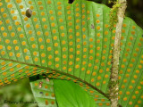 Fern sporophytes 1 - RN.JPG
