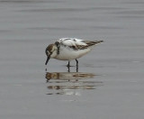 Partially Leucistic Semipalmated Sandpiper