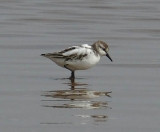 Partially Leucistic Semipalmated Sandpiper