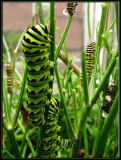 17 AUG 08