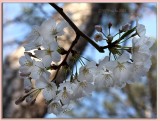 26 MAR 08 CHERRY BLOSSOM TIME