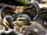 03 MAY 08 BABY MALLARDS