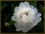 07 MAY 08 PEONY