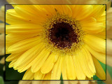 08 MAY 08 SUNSHINE IN A FLOWER POT
