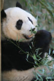 Mei Lan - 2 year old female