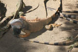 Iguana Farm - Roatan, Honduras