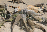 Iguana Farm - Roatan, Honduras